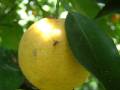 Fruit fly on orange 